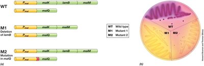 Wild-type vs. mutant phenotypes and detection on agar plate