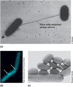 Conjugation: mechanism and visualization