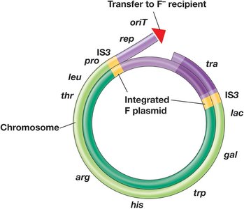 Formation of Hfr strains and chromosome mobilization