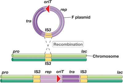 Order of gene transfer in Hfr strains
