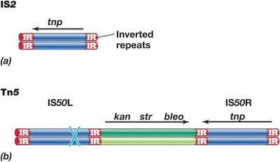 Structure of insertion sequences and transposons