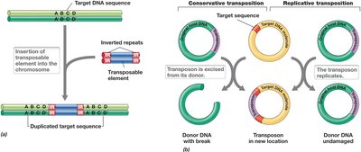 Mechanisms of transposition: conservative and replicative