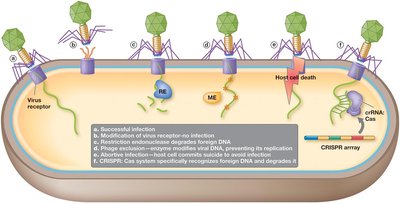 CRISPR-Cas system: defense against phage infection