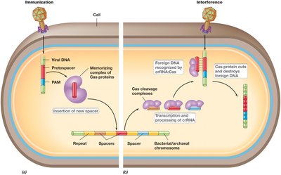 CRISPR-Cas mechanism: immunization and interference