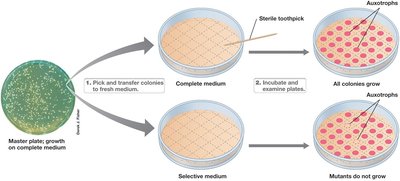 Screening for nutritional auxotrophs using replica plating