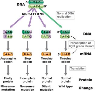 Types of point mutations and their effects on protein synthesis