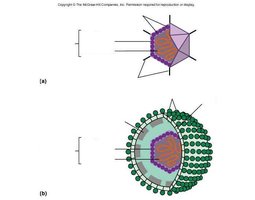 Diagram of naked and enveloped virus structure
