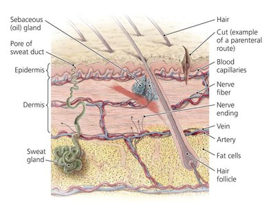 Cross-section of skin showing portals of entry