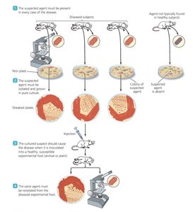 Koch's postulates illustrated