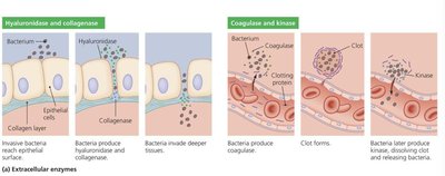 Extracellular enzymes: hyaluronidase, collagenase, coagulase, kinase