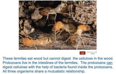 Termites, protozoans, and bacteria mutualism