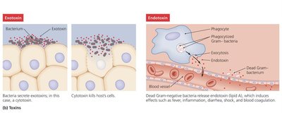 Table comparing exotoxins and endotoxins