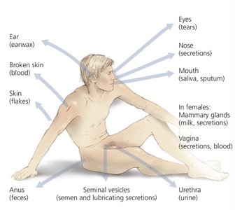 Portals of exit for pathogens