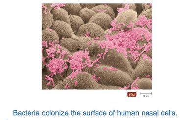 Bacteria colonizing human nasal cells