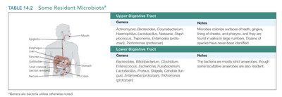 Resident microbiota of the digestive tract