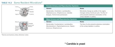 Resident microbiota of the urinary and reproductive systems