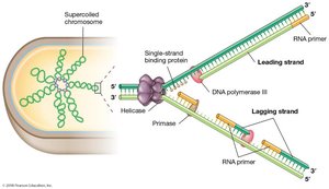 Replication fork and chromosome structure