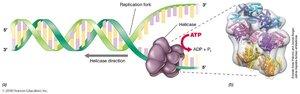 Helicase and DNA unwinding