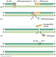 DNA polymerase and Okazaki fragment processing