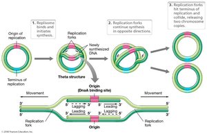 Theta replication in circular chromosomes