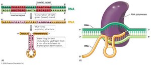 Transcription termination mechanism