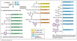 Amino acid structure and classification