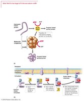 Chaperone-assisted protein folding