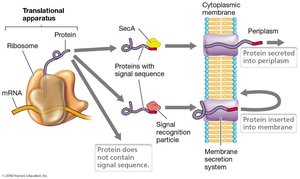 Sec and Tat protein secretion systems