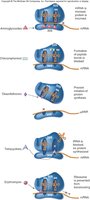 Antibiotics inhibiting translation