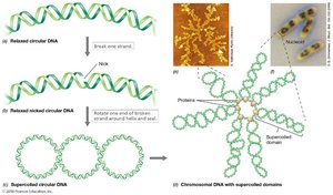 Supercoiling and structure of DNA