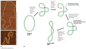 DNA gyrase and supercoiling mechanism