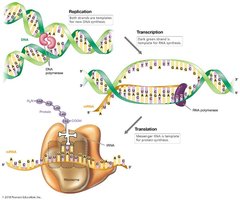 Replication, transcription, and translation overview