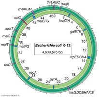 E. coli chromosome map
