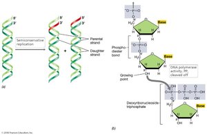 Semiconservative DNA replication
