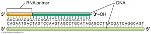 RNA primer and DNA synthesis