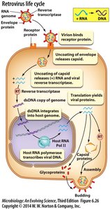 Retrovirus life cycle