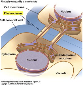 Plant cells connected by plasmodesmata