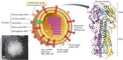RNA complexes packaged in the virion
