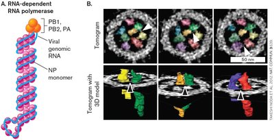 Genome of Influenza A