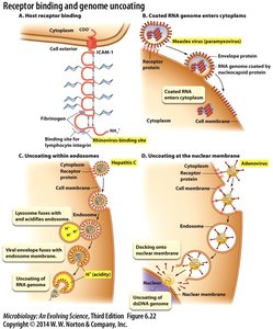 Receptor binding and genome uncoating