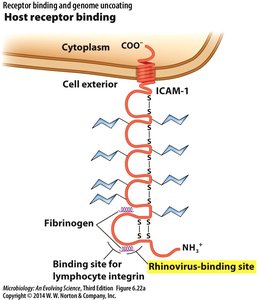 Host receptor binding (ICAM-1)