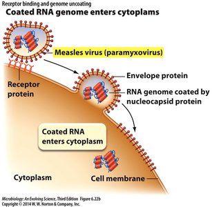 Coated RNA genome enters cytoplasm
