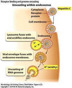 Uncoating within endosomes