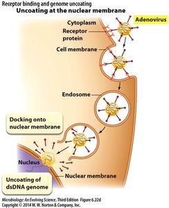 Uncoating at the nuclear membrane