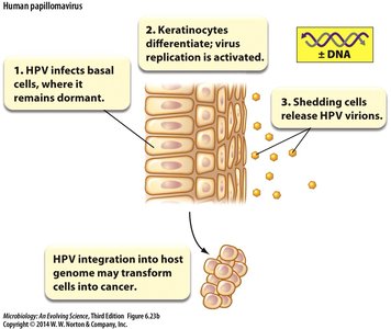 Human papillomavirus infection and cancer transformation