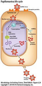 Papillomavirus life cycle