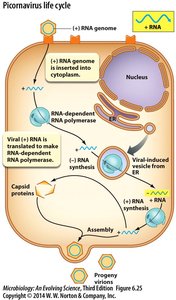 Picornavirus life cycle