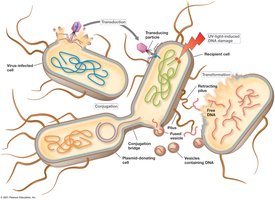 Overview of gene transfer mechanisms in bacteria