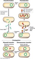 Comparison of transformation, transduction, and conjugation