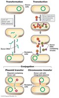 Conjugation process in bacteria